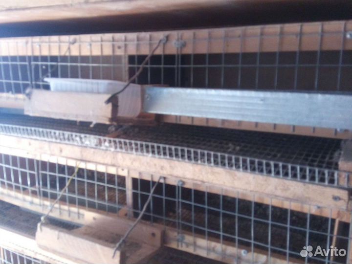 Клетки для перепелов бу