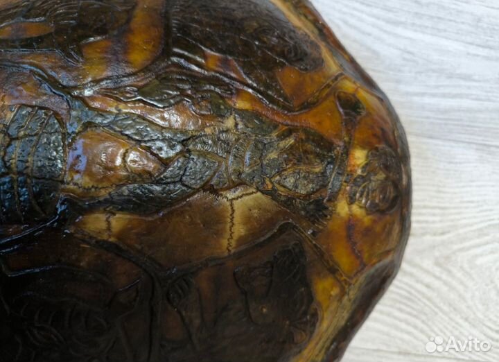 Черепаха панцирь