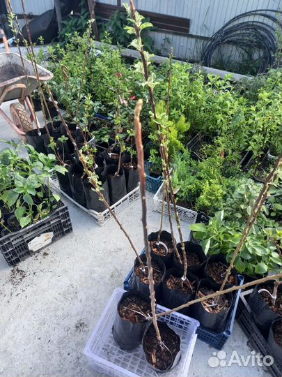 Яблоня колоновидная