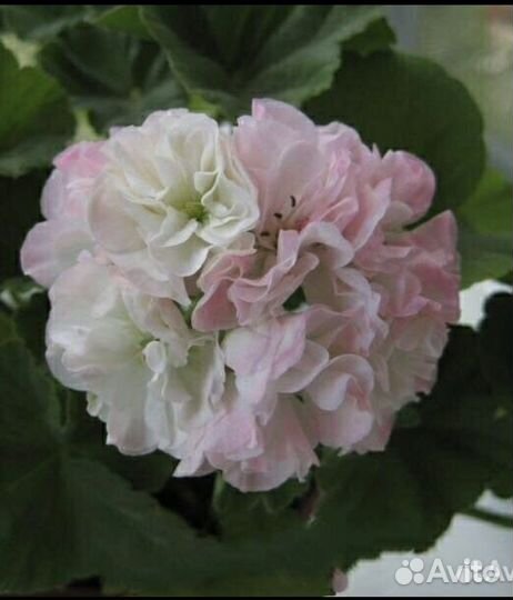 Пеларгония герань Dovepoint