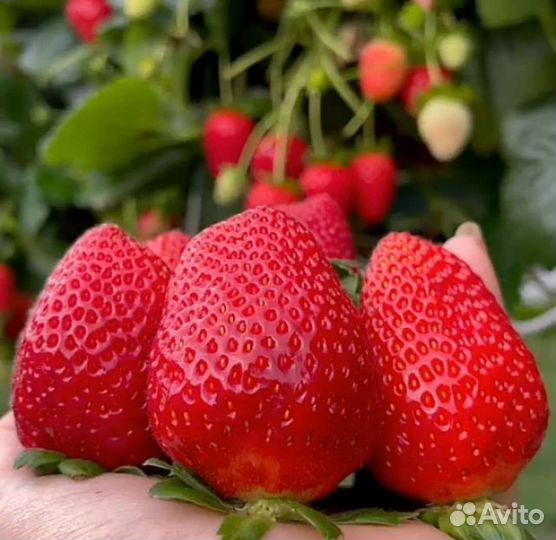 Рассада альба