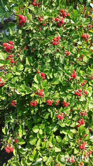 Малина Ред Даймонд