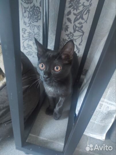 Кошка