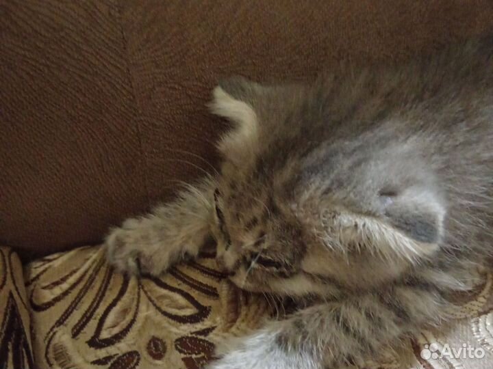 Вислоухая кошка