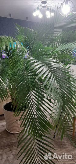 Пальма Арека Хризолидокарпус