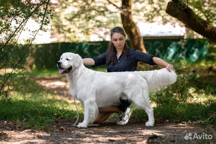 Вязка собак