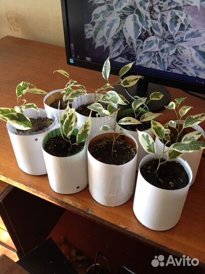 Комнатные растения цветы Фикус Бенджамина Старлайт