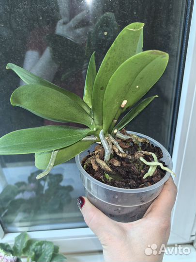 Орхидея Биг лип