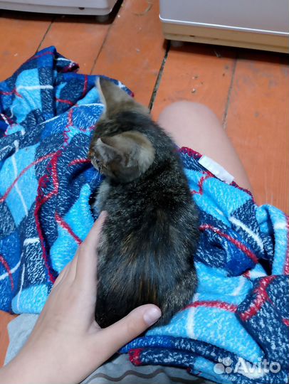 Котенок девочка в добрые руки