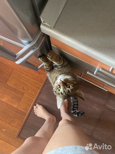 Отдам кошку в добрые руки