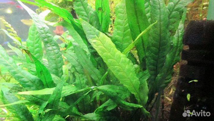 Аквариумные растения ротала, погостемон, анубиас