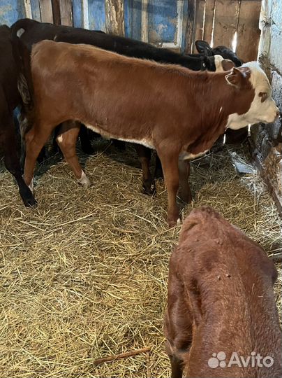 Породистые телочки