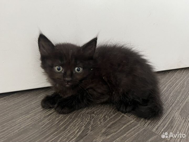 Котята в добрые руки 1 месяц даром