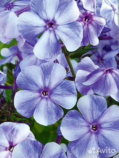 Флокс метельчатый