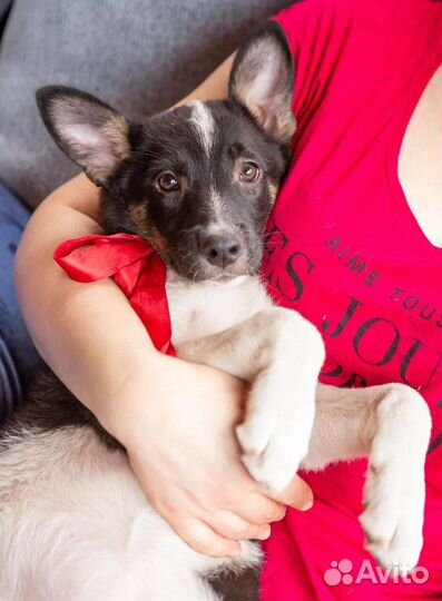 Щенок Милли (девочка 4мес) в дар