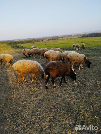 Овцы бараны
