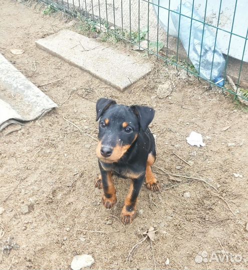 Щенок ягдтерьер