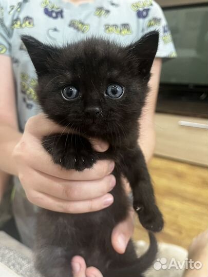 Подарим котят