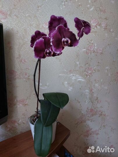 Орхидея фаленопсис