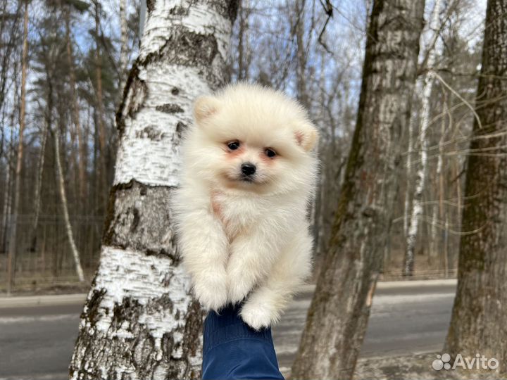 Щенки шпица. Мишутки )