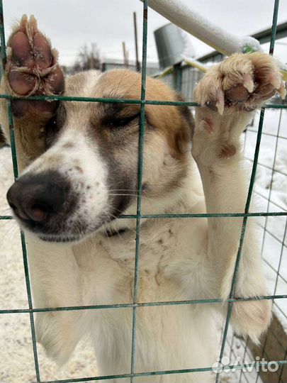 Собака Скарлетт