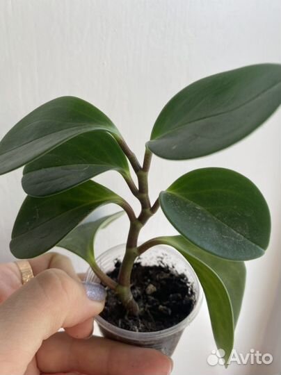 Цветок Эписция,пеперомия,кактус,кротон