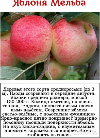 Яблоня саженцы