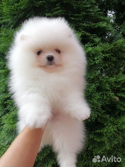 Померанский шпиц