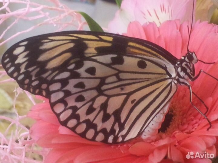 Живые тропические бабочки в наличии