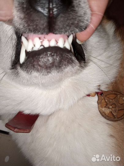 Акита приглашаем на вязку