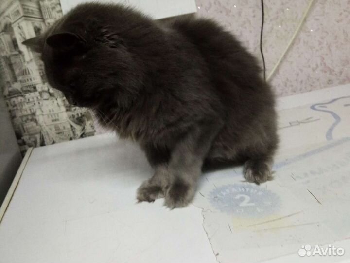Отдам кошку