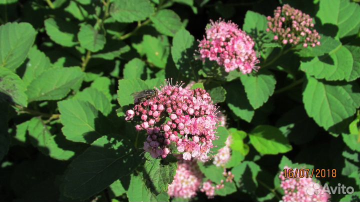 Спирея Денсифлора