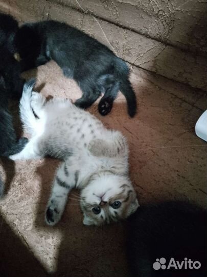 Шотландская вислоухая шиншилла