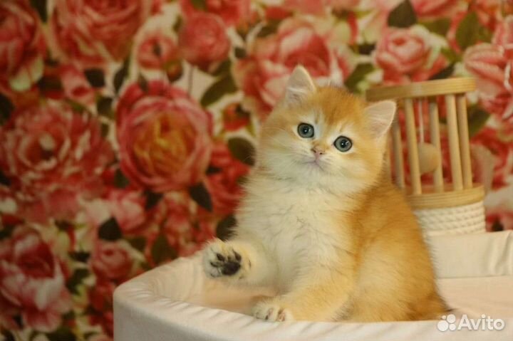 Продаются Британские котята