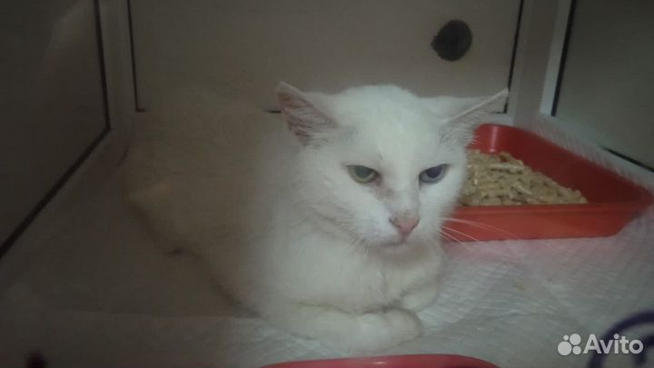 Турецкая ангора кхао мани белая кошка