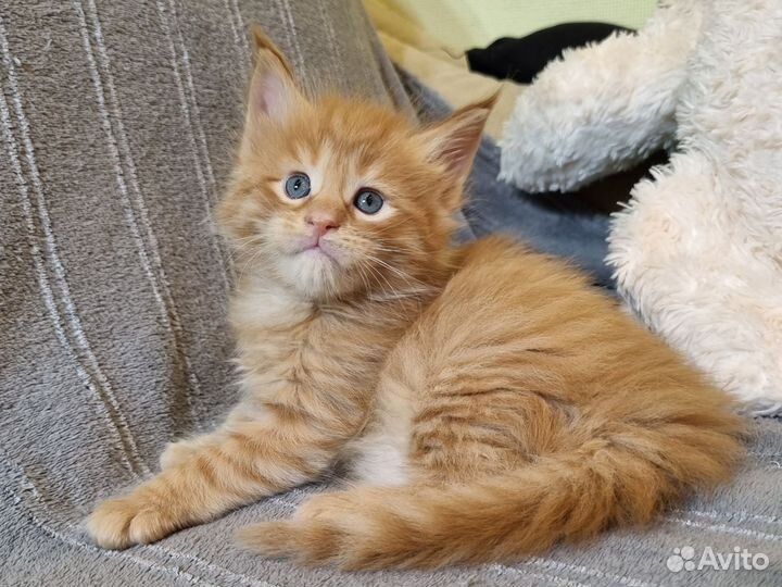 Малыши кунчики