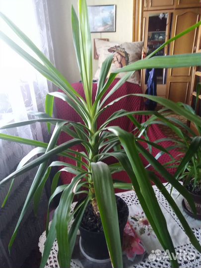 Комнатные домашние растения