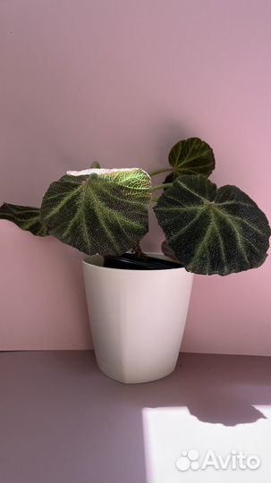 Бегонии сортовые, коллекционные, взрослые