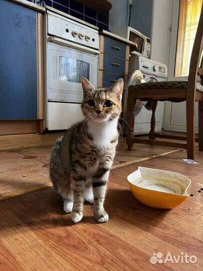 Кошки в добрые руки