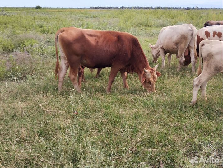 Бычки и быки