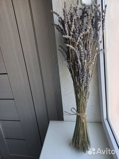 Лавандин 45-60 см