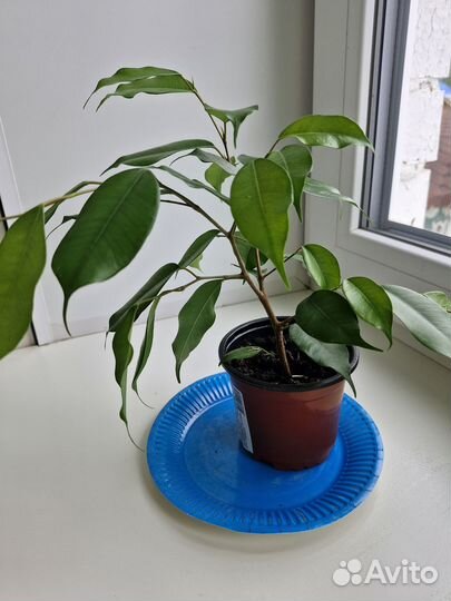 Фикус даниэль