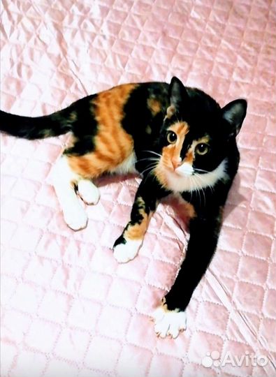 Басти трехцветная кошка подросток