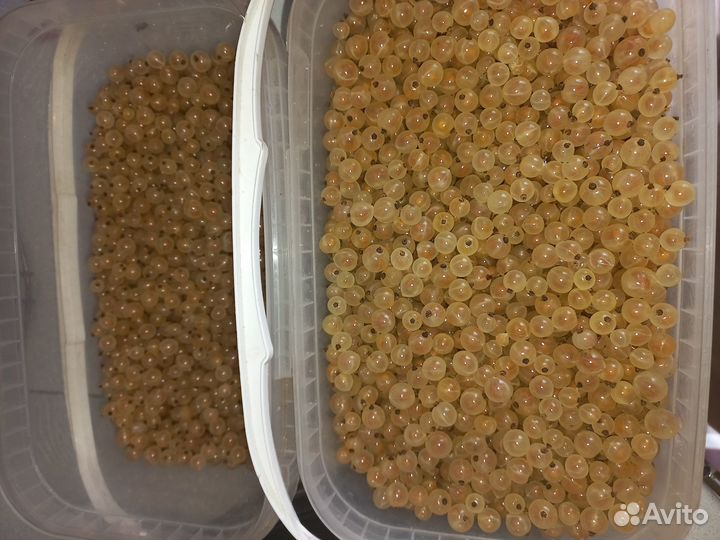 Белая и красная смородина