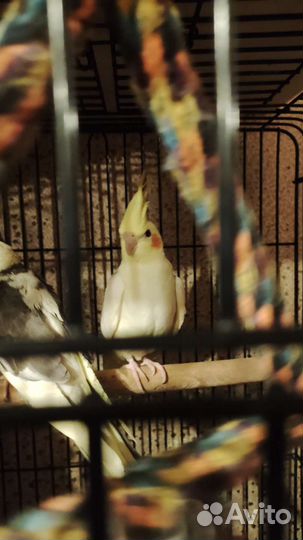 Попугаи корелла птенцы