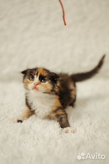 Котенок Лира