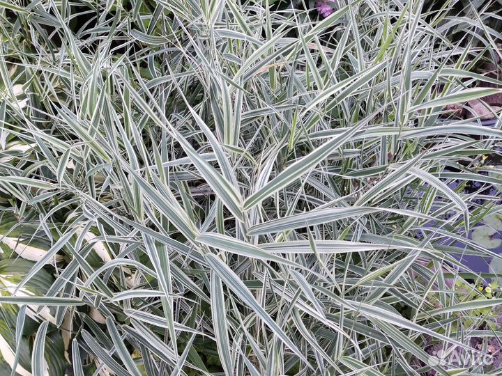 Канареечник (декоративная травка)