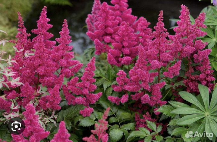 Астильба японская Монтгомери