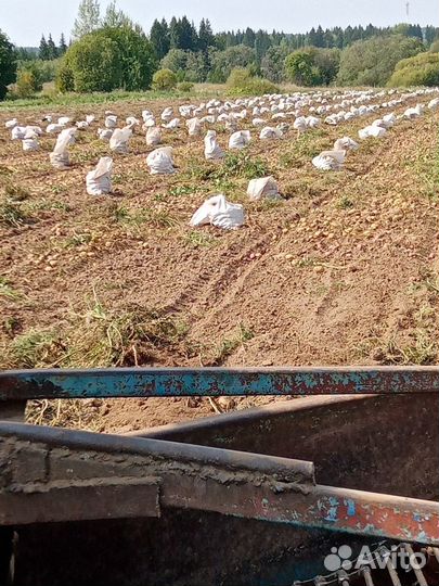 Продам картофель