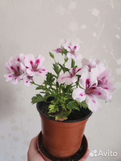 Пеларгония герань